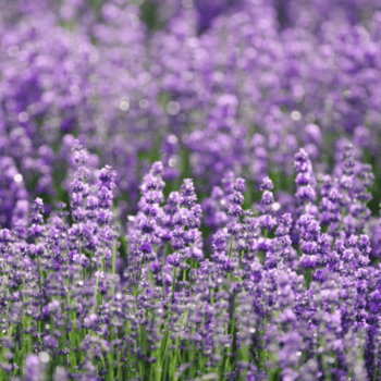 Lavender Essential Oil