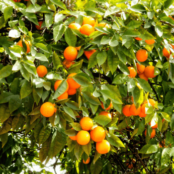 Sweet Orange Essential Oil